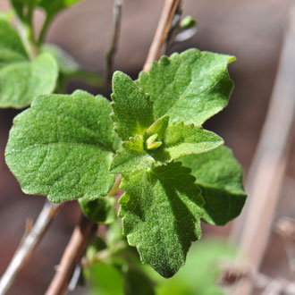 Lamium amplexicaule, Henbit